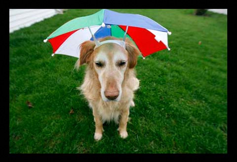 umbrella dog hat