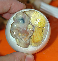 px Inside a Balut   Embryo and Yolk