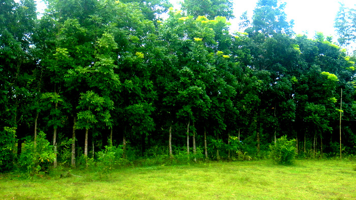lots of trees on our guimaras property