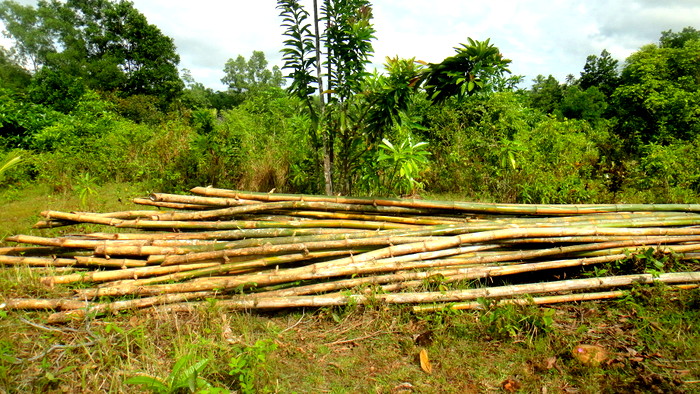 bamboo for the niap hut