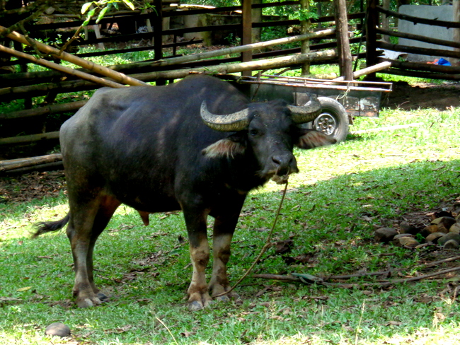 carabao at wonder farms guimaras