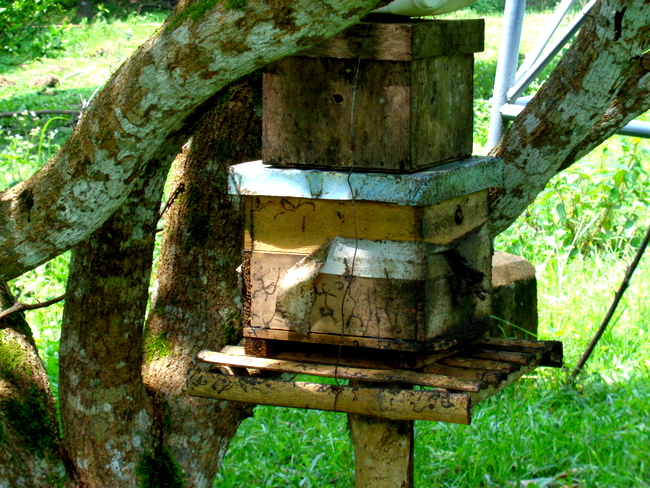 native bee hive in guimaras