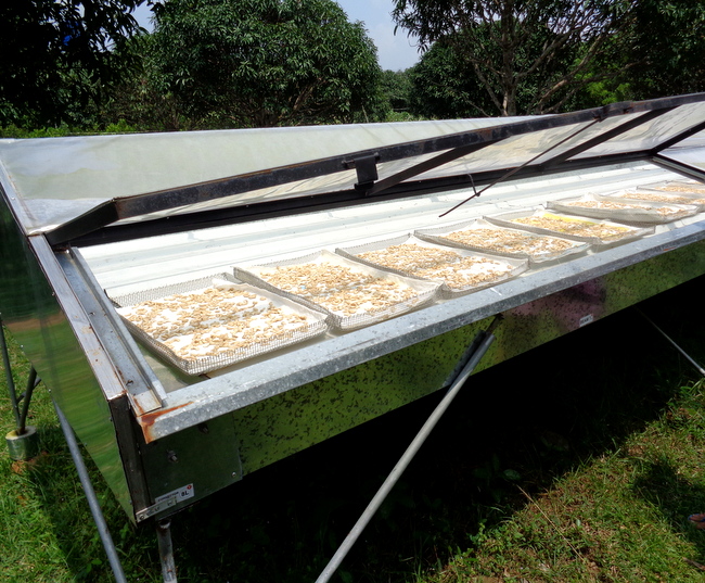 solar panel to dry seeds at wonder farms, guimaras