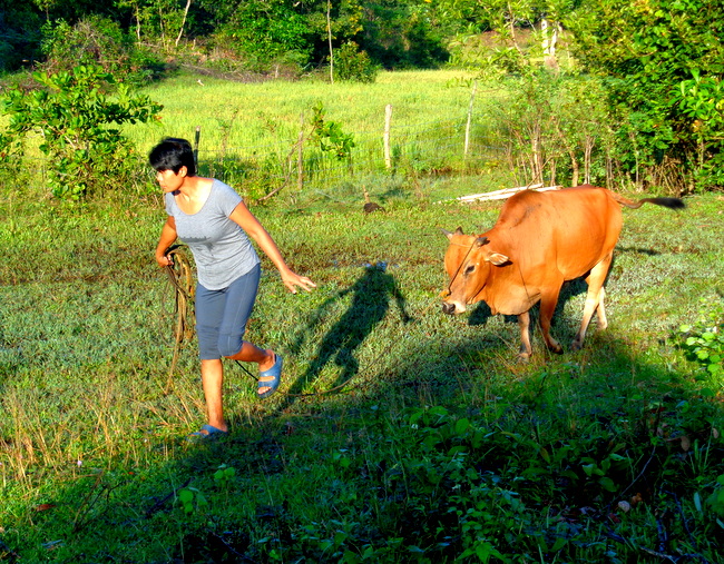 hulk the cow in guimaras mango land