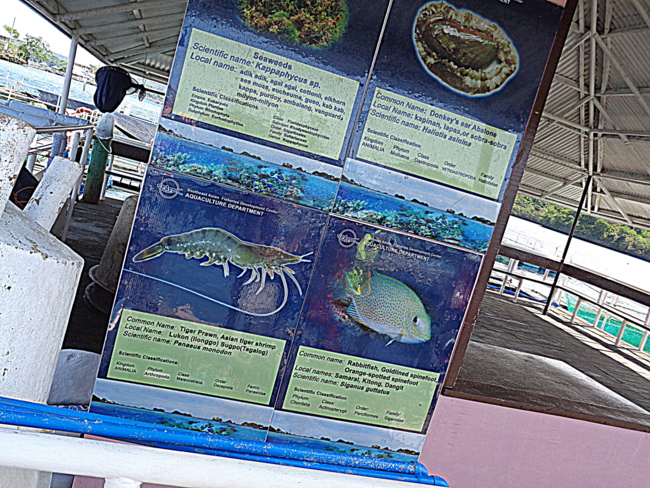 a look at seafdec in guimaras