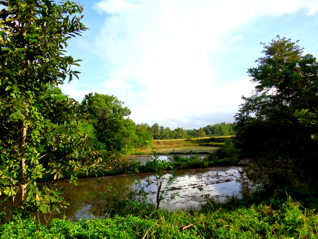 another look at rice fields in guimaras