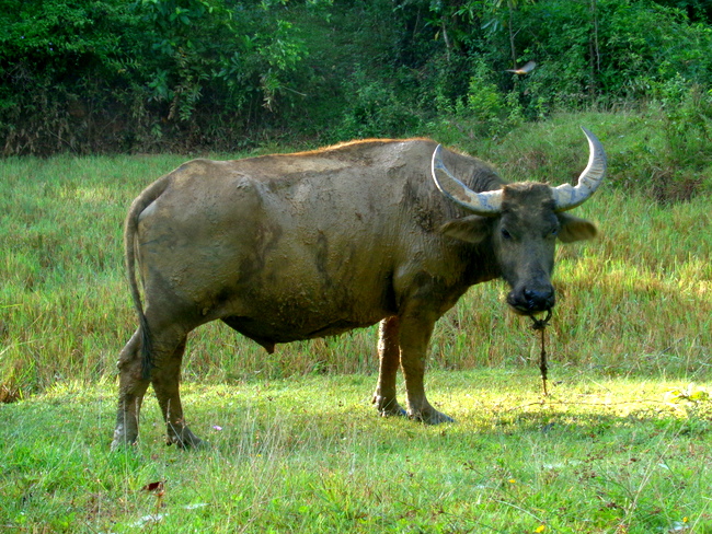 carabao in the philippines