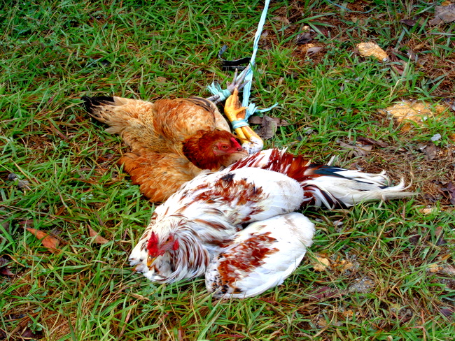 chickens used to appease water gods in philippines