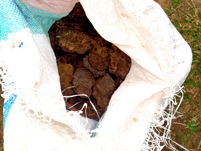 cow manure close up