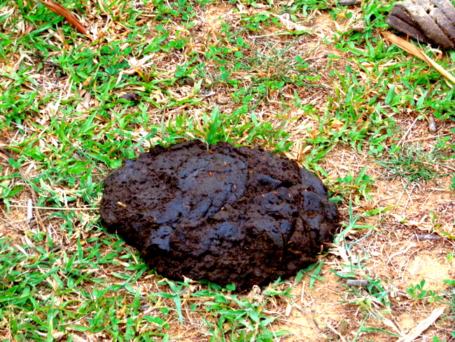 fresh cow poop from Guimaras