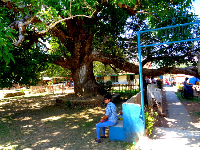 massive mango tree in guimaras where kapre lives