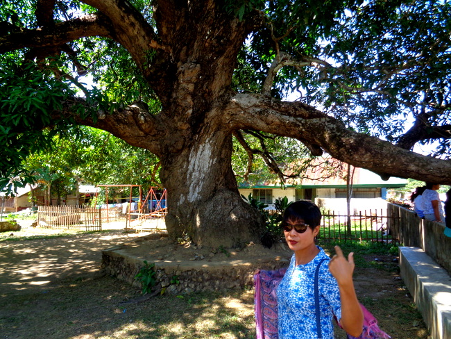 old mango tree in guimaras