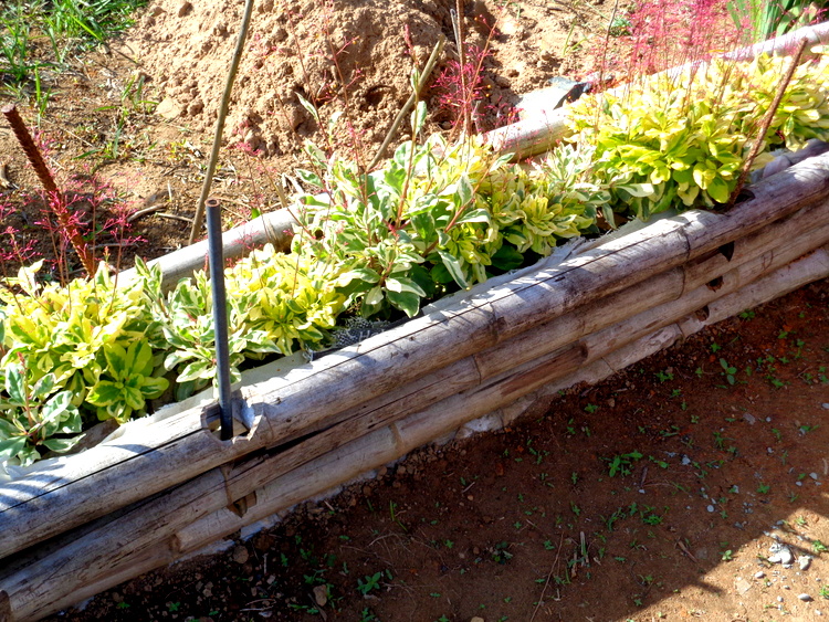 plants in homemade bamboo flower bed