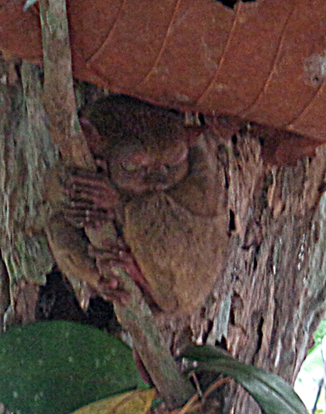 Tarsier Sanctuary resident