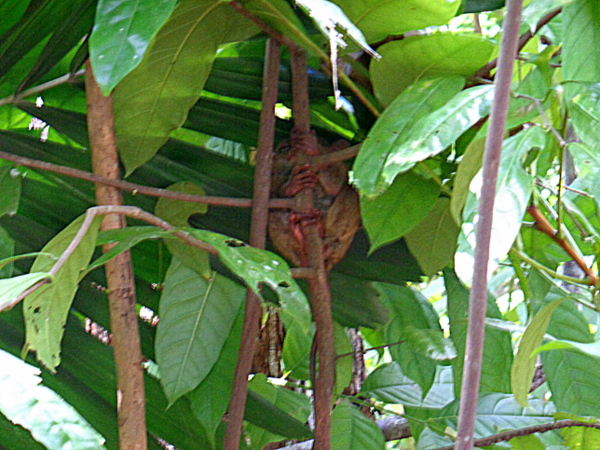 Tarsier Sanctuary