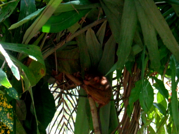 another sleeping Tarsier