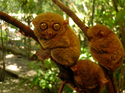 tarsier philippines