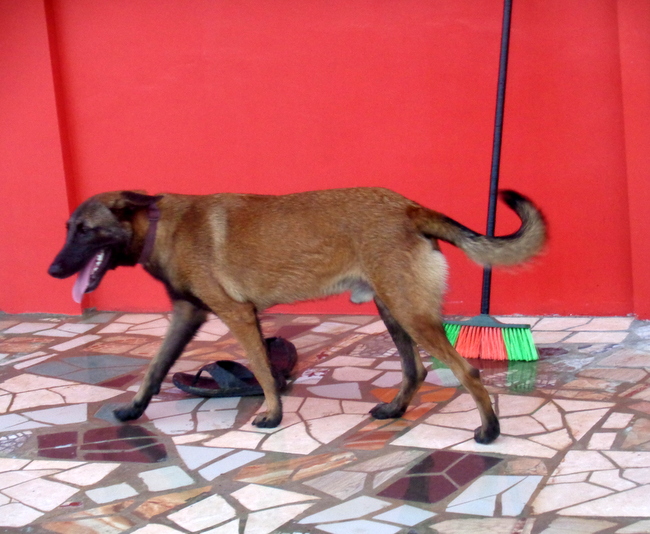 killer roams our pool area in philippines