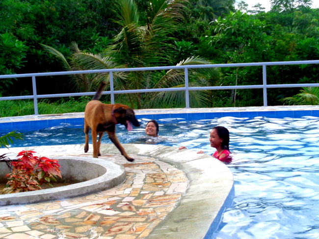 our belgian shepard in our new philippine swimming pool