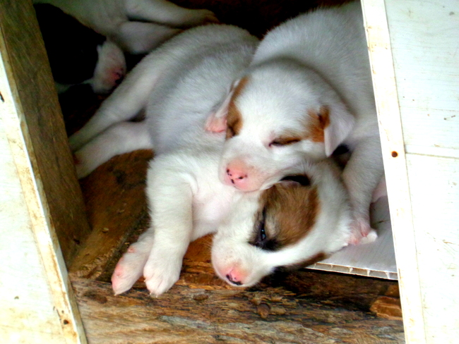 our new puppies in the philippines