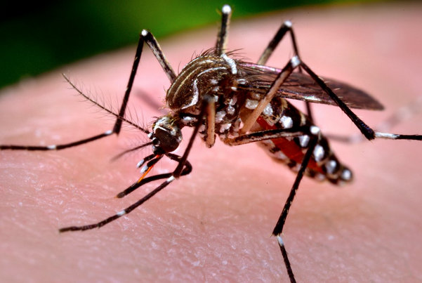 aedes-mosquito