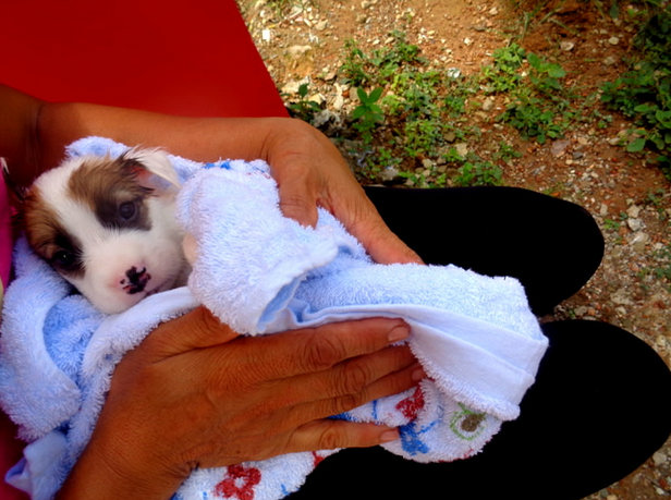 Philippine Puppy Patrol - Live Philippines