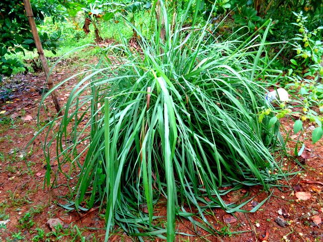 citronella-plant-by-nipa-hut