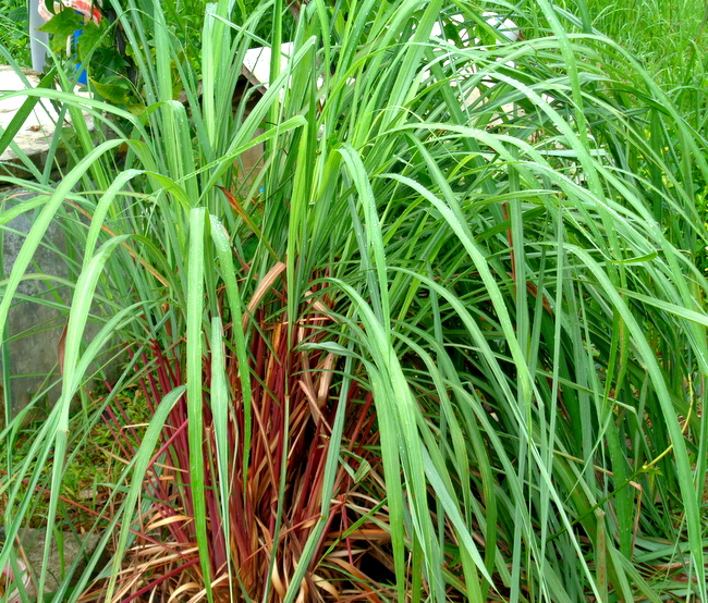 citronella plant by the well
