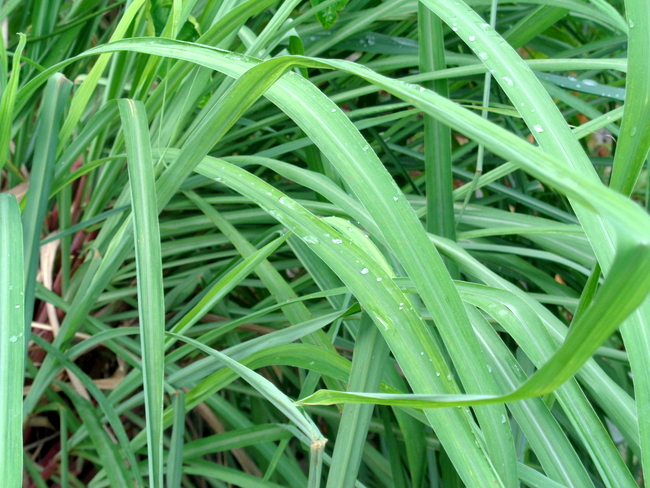 citronella-plant-philippines