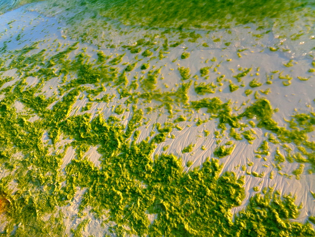 green algae plagues boracay white beach