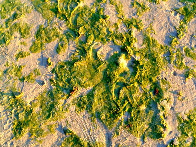 slimy green algae boracay beaches