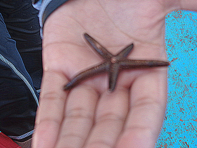 starfish puka shell beach boracay