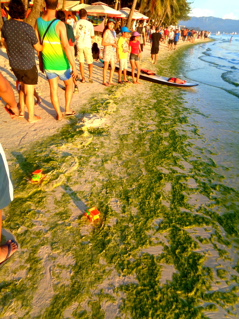 tourists along green algae boracay beach