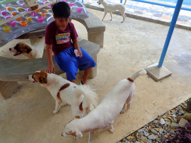 our philippines pups