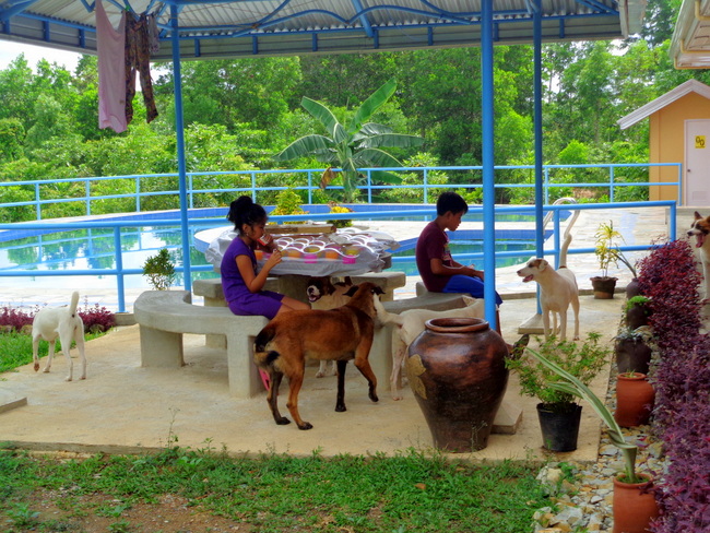 pooch pool party philippines